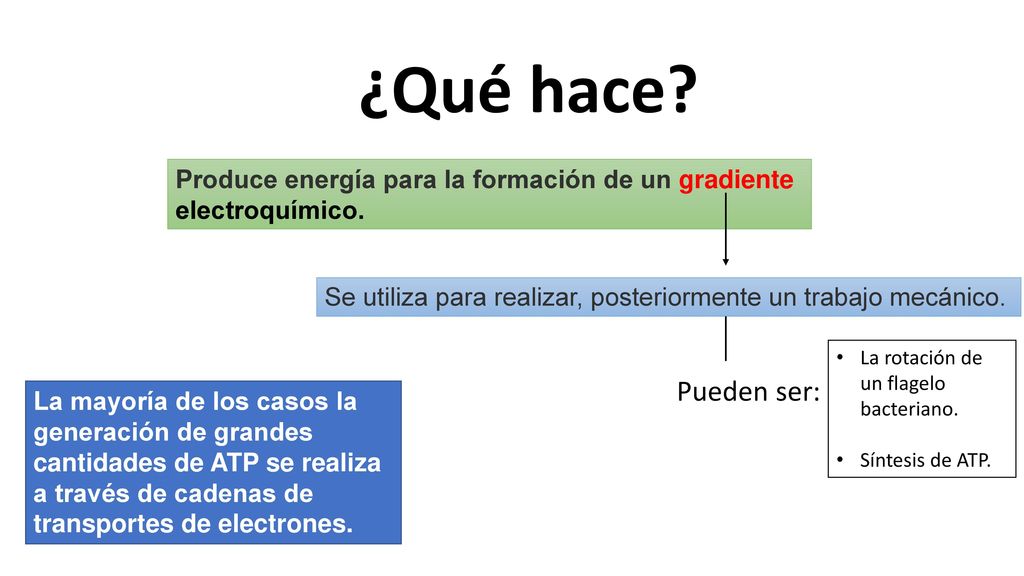 ¿Qué hace Produce energía para la formación de un gradiente electroquímico. Se utiliza para realizar, posteriormente un trabajo mecánico.
