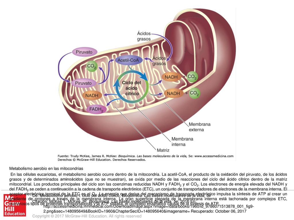 En las células eucariotas, el metabolismo aerobio ocurre dentro de la mitocondria. La acetil-CoA, el producto de la oxidación del piruvato, de los ácidos grasos y de determinados aminoácidos (que no se muestran), se oxida por medio de las reacciones del ciclo del ácido cítrico dentro de la matriz mitocondrial. Los productos principales del ciclo son las coenzimas reducidas NADH y FADH2 y el CO2. Los electrones de energía elevada del NADH y del FADH2 se ceden a continuación a la cadena de transporte electrónico (ETC), un conjunto de transportadores de electrones de la membrana interna. El aceptor electrónico terminal de la ETC es el O2. La energía que deriva del mecanismo de transporte electrónico impulsa la síntesis de ATP al crear un gradiente de protones a través de la membrana interna. La gran superficie plegada de la membrana interna está tachonada por complejos ETC, numerosos tipos de proteínas transportadoras y la ATP sintasa, el complejo enzimático causal de la síntesis de ATP.
