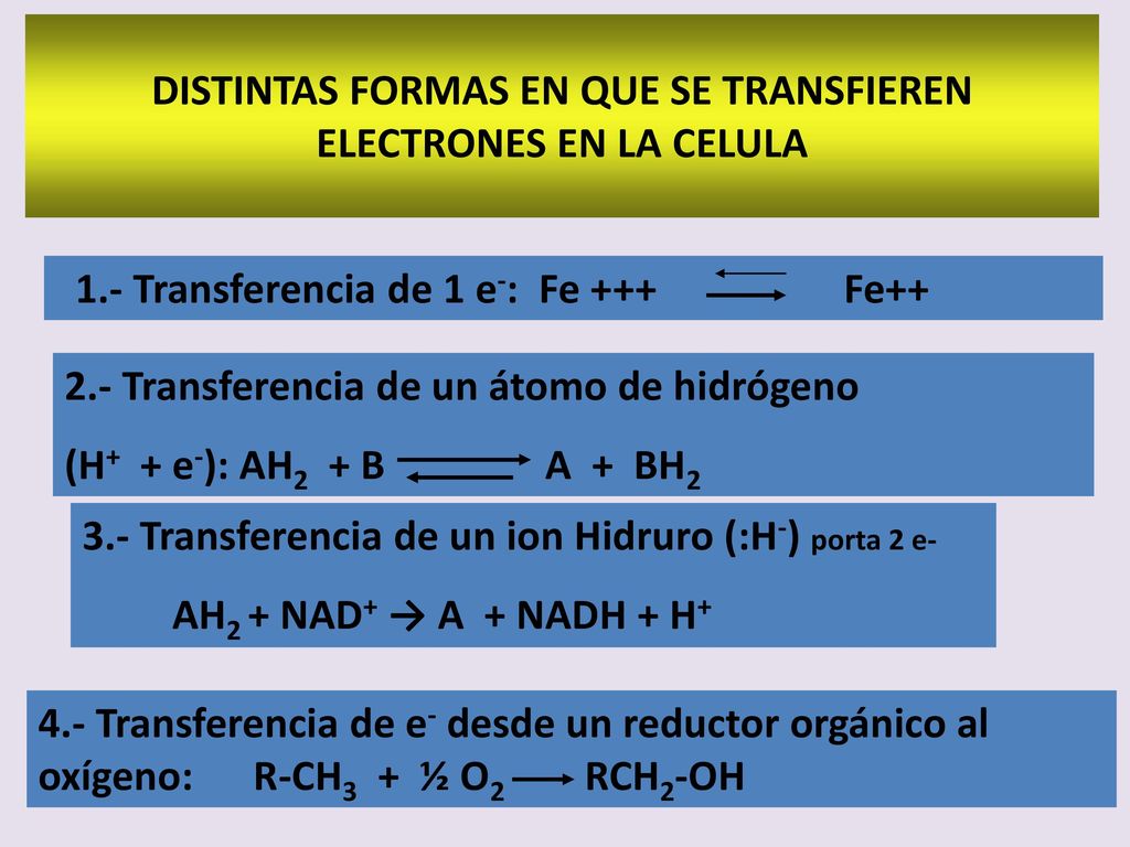 DISTINTAS FORMAS EN QUE SE TRANSFIEREN ELECTRONES EN LA CELULA