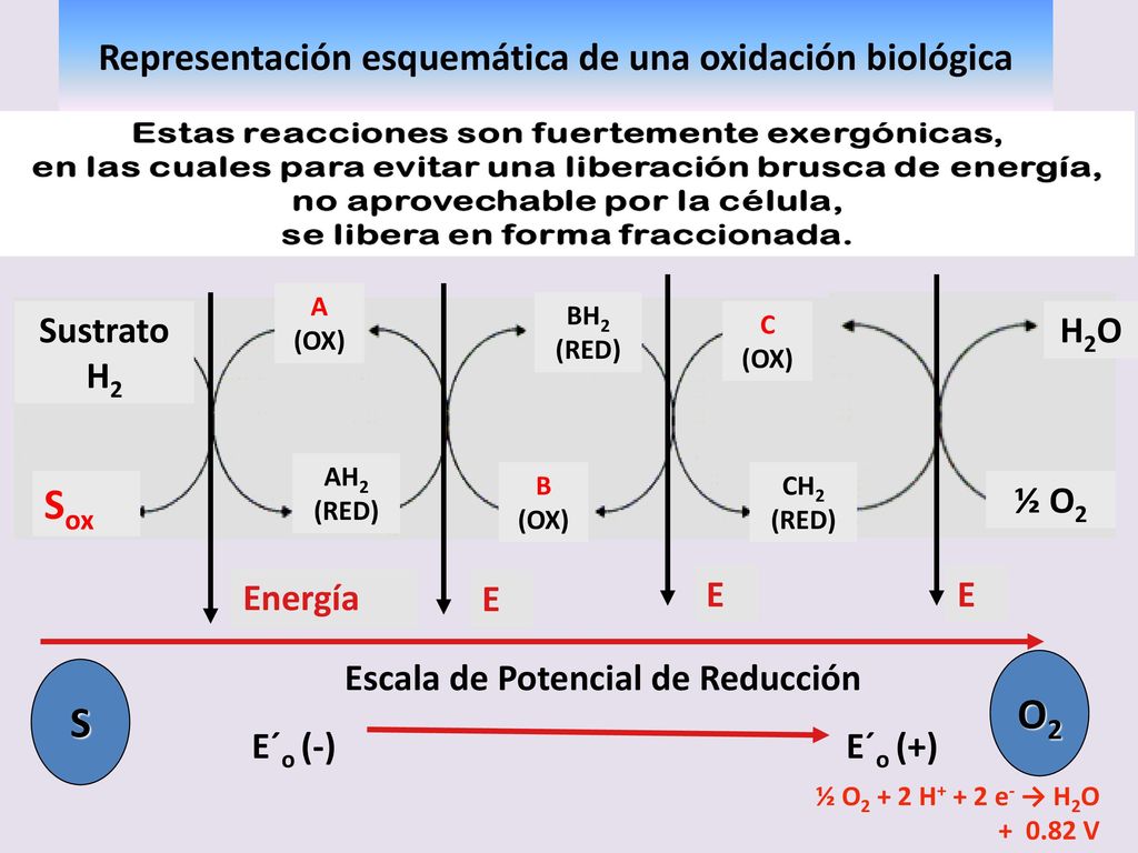 Representación esquemática de una oxidación biológica