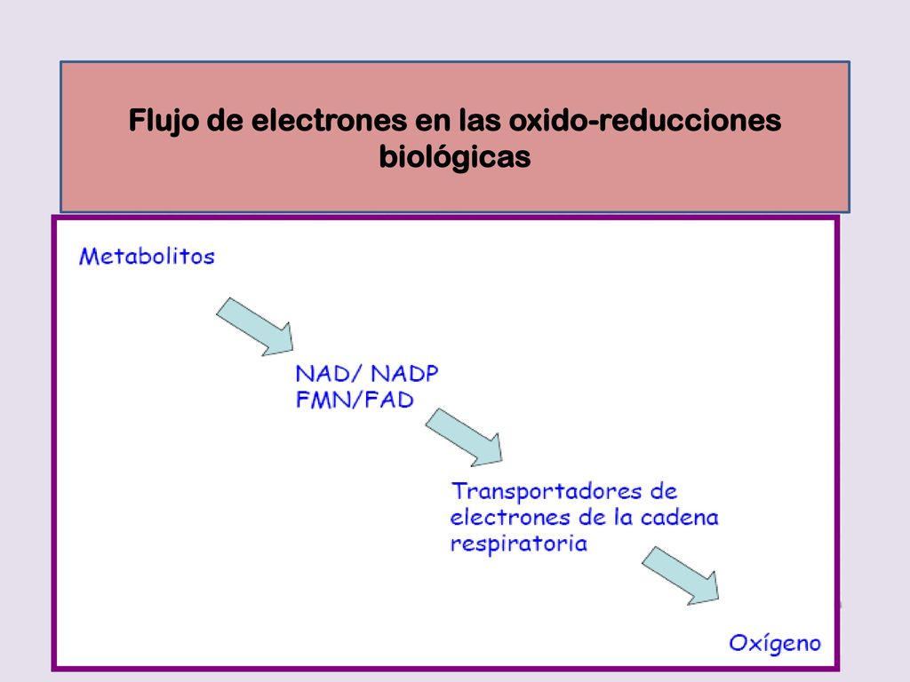 Flujo de electrones en las oxido-reducciones biológicas