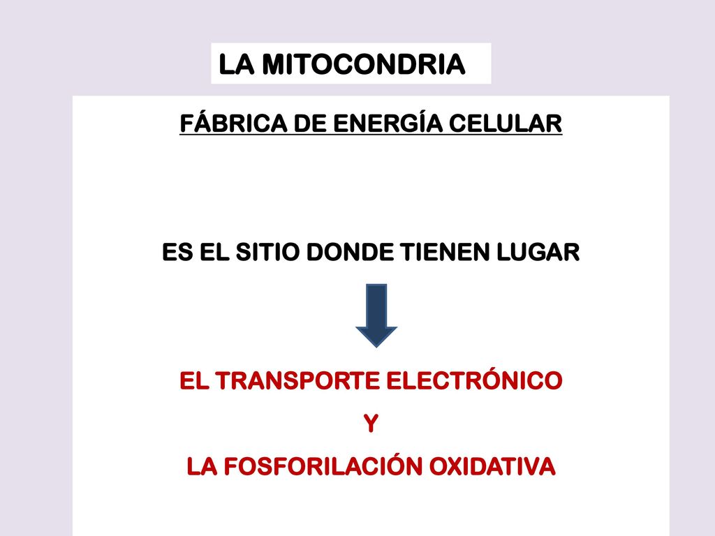 LA MITOCONDRIA FÁBRICA DE ENERGÍA CELULAR ES EL SITIO DONDE TIENEN LUGAR. EL TRANSPORTE ELECTRÓNICO.