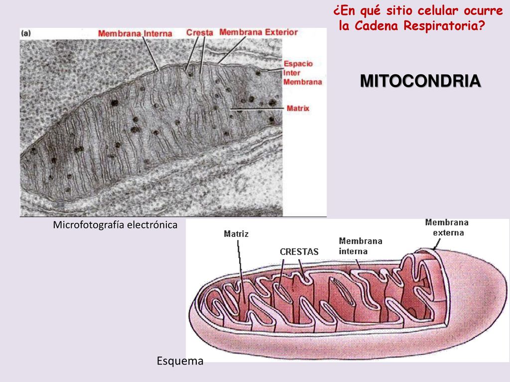 MITOCONDRIA ¿En qué sitio celular ocurre la Cadena Respiratoria