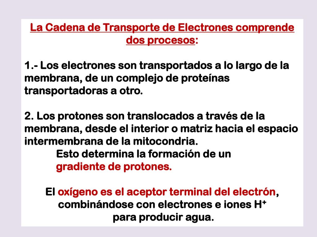 La Cadena de Transporte de Electrones comprende dos procesos: