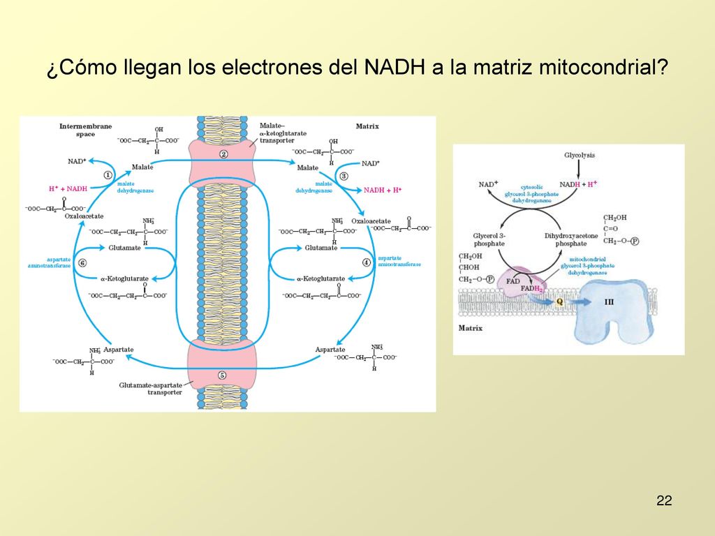 ¿Cómo llegan los electrones del NADH a la matriz mitocondrial