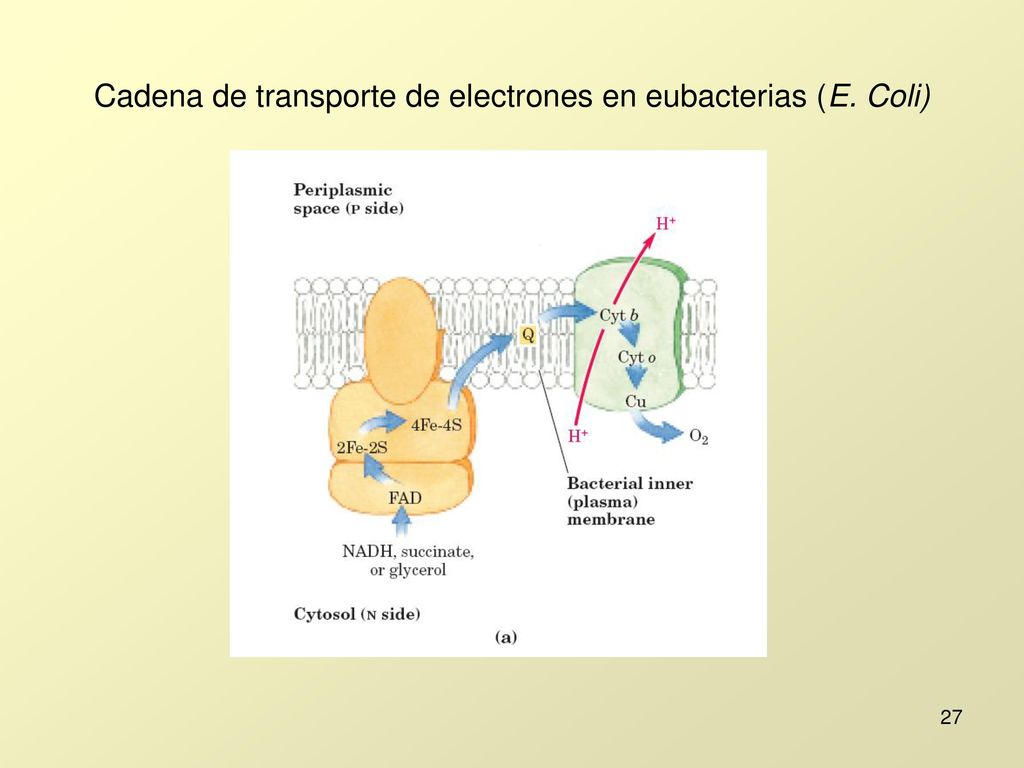 Cadena de transporte de electrones en eubacterias (E. Coli)