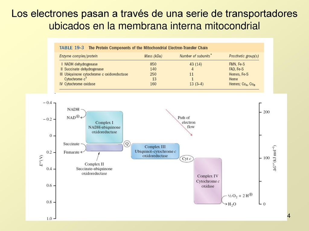 Los electrones pasan a través de una serie de transportadores ubicados en la membrana interna mitocondrial