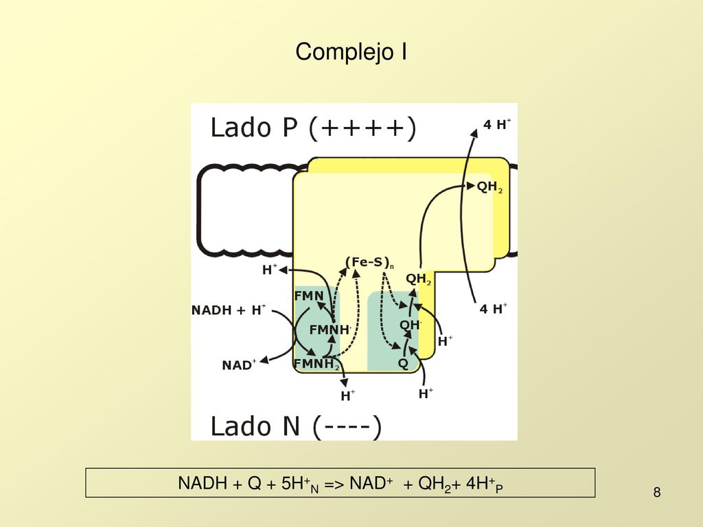 NADH + Q + 5H+N => NAD+ + QH2+ 4H+P