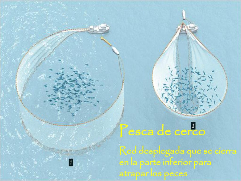 Pesca de cerco Red desplegada que se cierra en la parte inferior para atrapar los peces