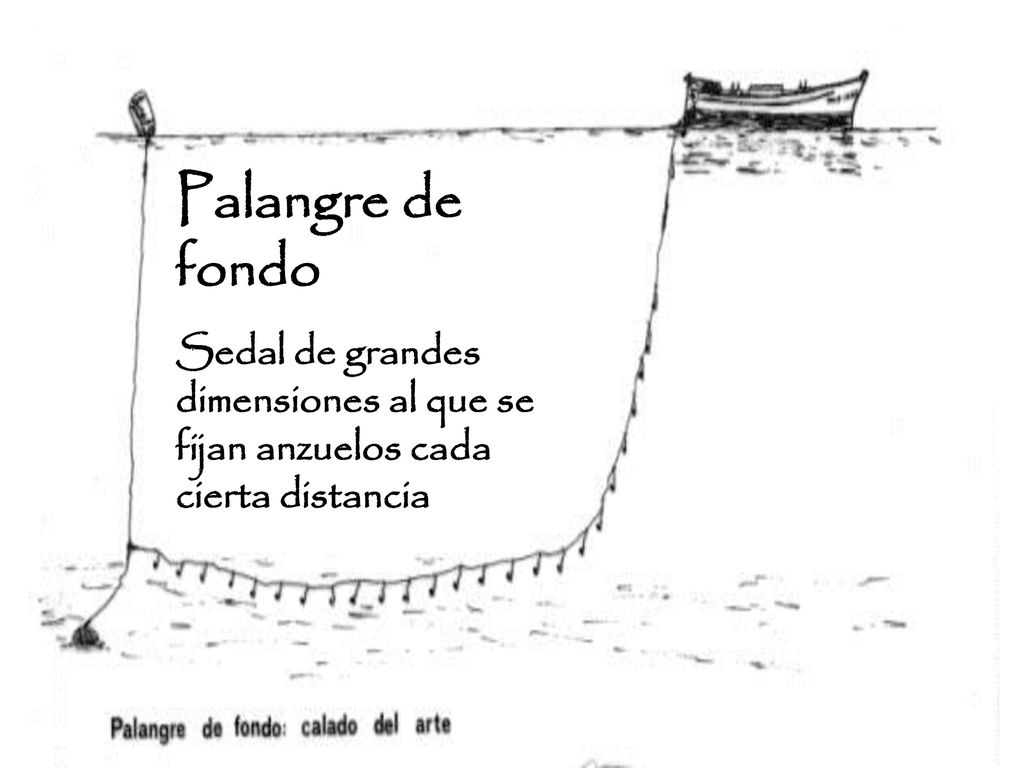 Palangre de fondo Sedal de grandes dimensiones al que se fijan anzuelos cada cierta distancia