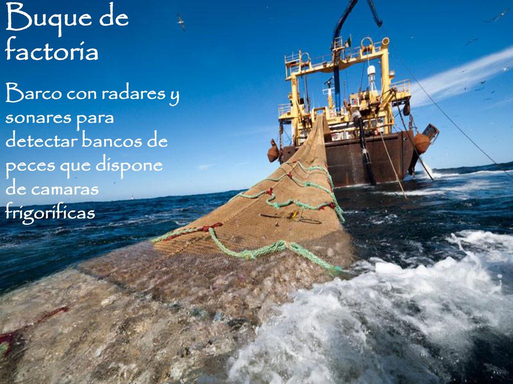Buque de factoria Barco con radares y sonares para detectar bancos de peces que dispone de camaras frigorificas.