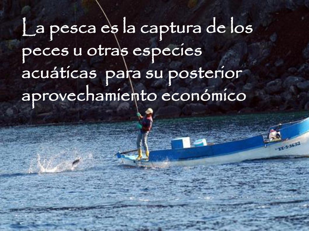 Pesca La pesca es la captura de los peces u otras especies acuáticas para su posterior aprovechamiento económico.