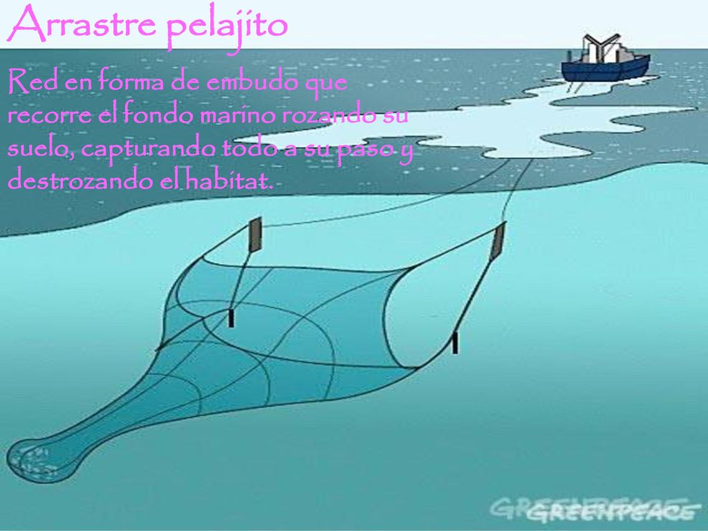 Arrastre pelajito Red en forma de embudo que recorre el fondo marino rozando su suelo, capturando todo a su paso y destrozando el habitat.