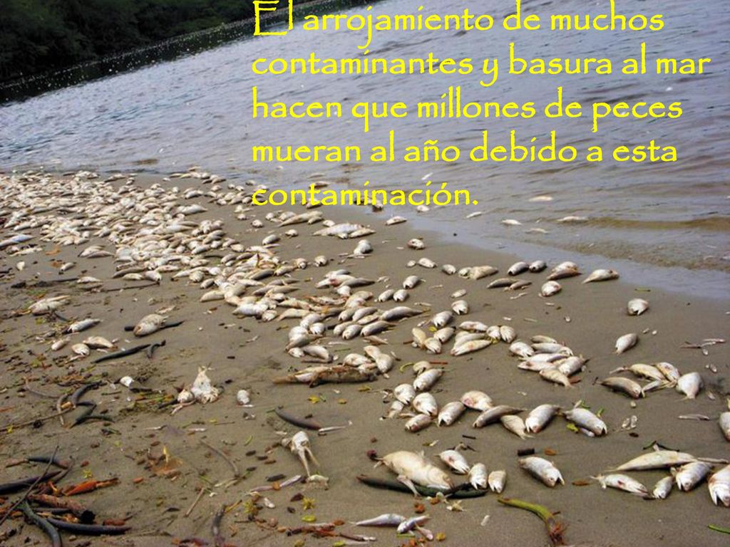 El arrojamiento de muchos contaminantes y basura al mar hacen que millones de peces mueran al año debido a esta contaminación.