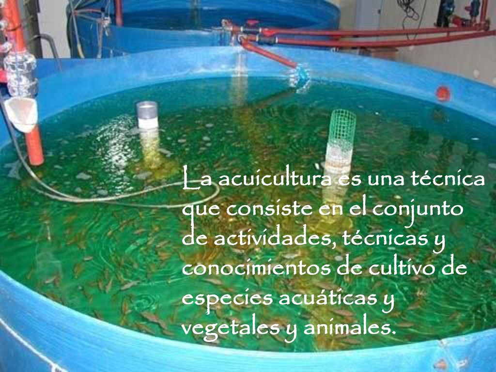 La acuicultura es una técnica que consiste en el conjunto de actividades, técnicas y conocimientos de cultivo de especies acuáticas y vegetales y animales.