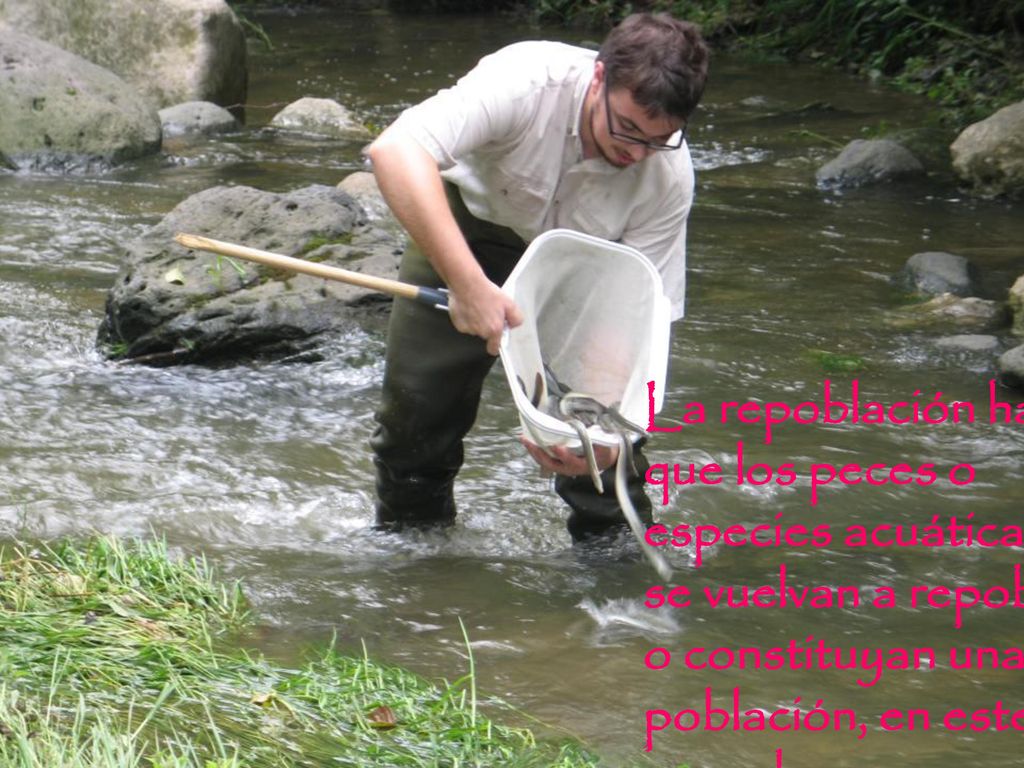 La repoblación hace que los peces o especies acuáticas se vuelvan a repoblar o constituyan una población, en este caso de peces