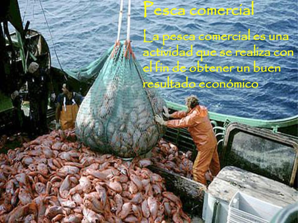Pesca comercial La pesca comercial es una actividad que se realiza con el fin de obtener un buen resultado económico.