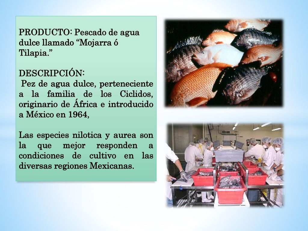 PRODUCTO: Pescado de agua dulce llamado Mojarra ó Tilapia.