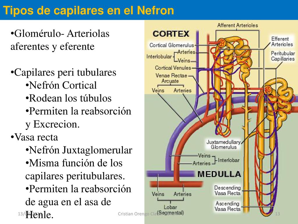 Tipos de capilares en el Nefron