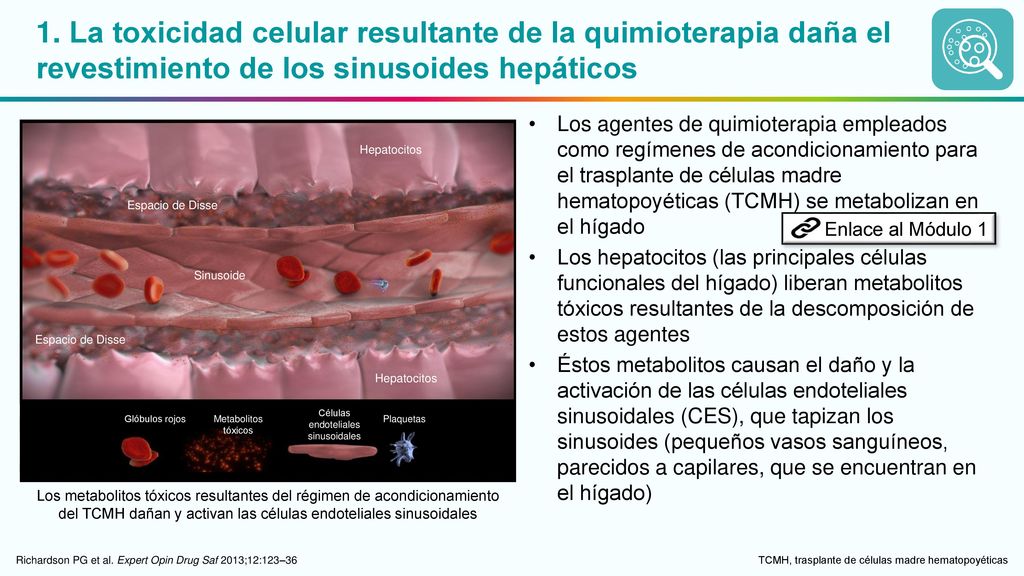 1. La toxicidad celular resultante de la quimioterapia daña el revestimiento de los sinusoides hepáticos