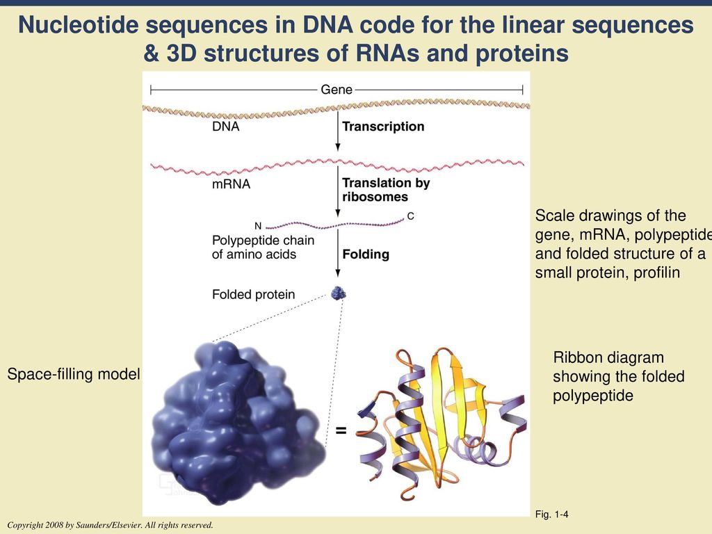 Nucleotide sequences in DNA code for the linear sequences & 3D structures of RNAs and proteins