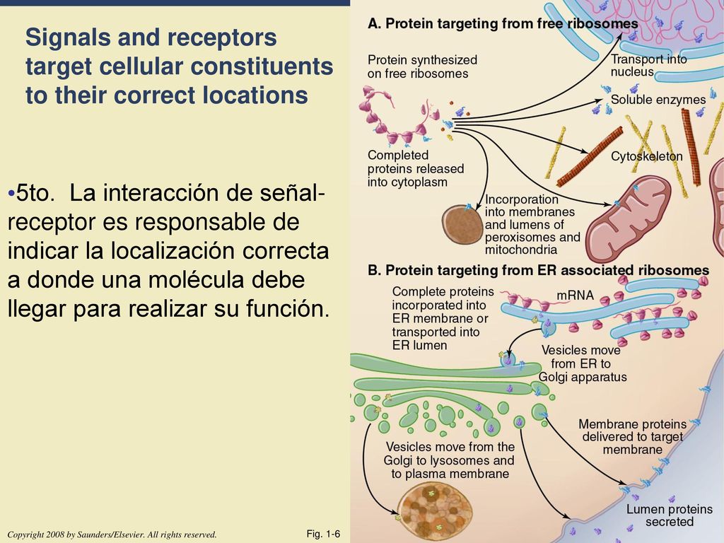 Signals and receptors target cellular constituents to their correct locations