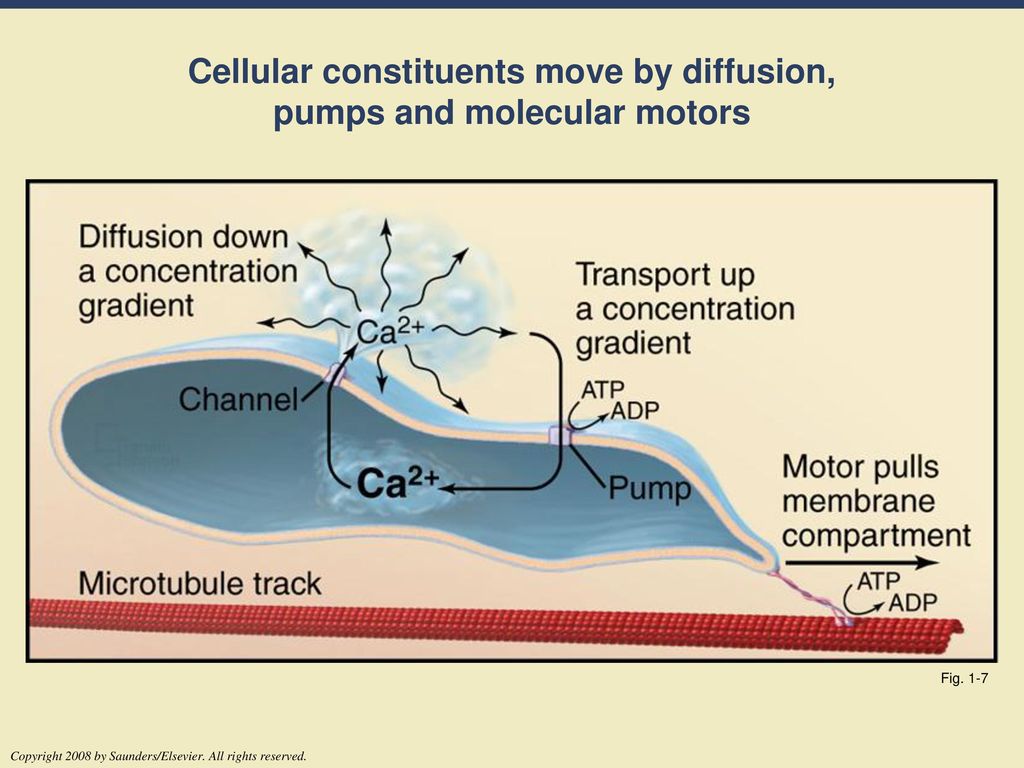 Cellular constituents move by diffusion, pumps and molecular motors