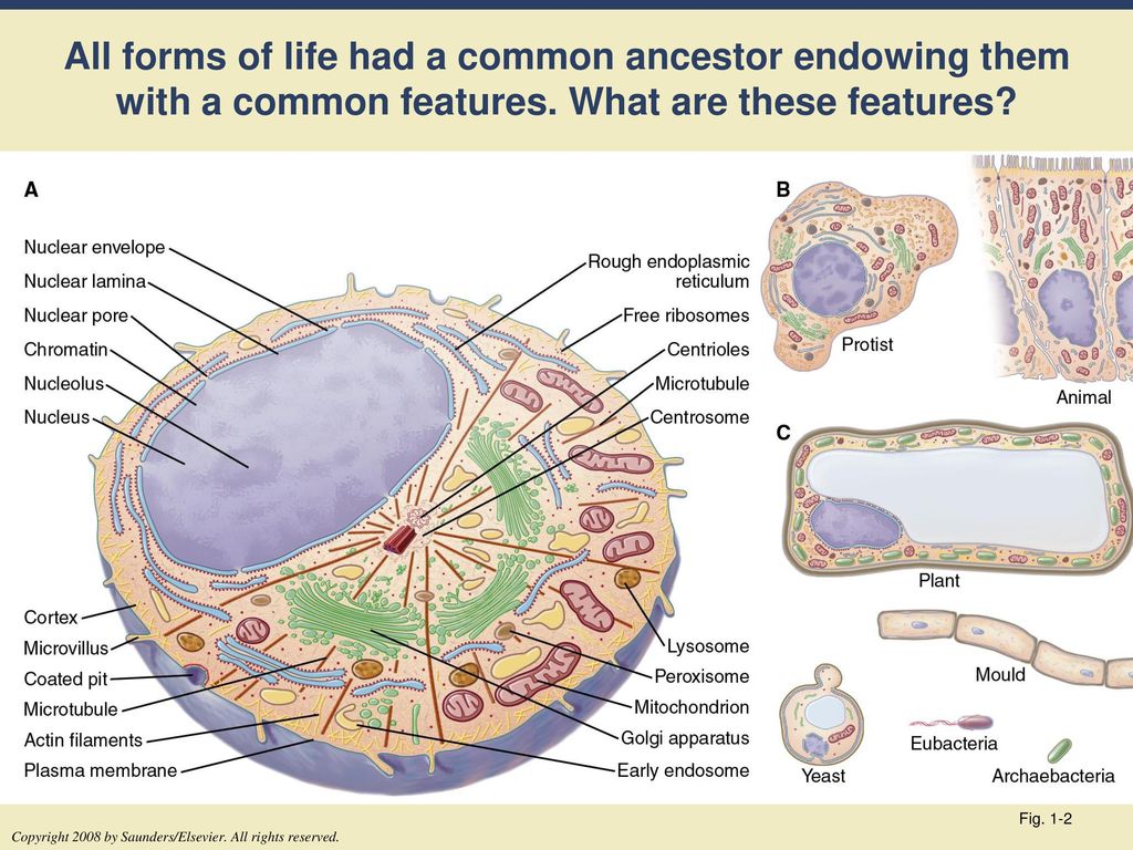 All forms of life had a common ancestor endowing them