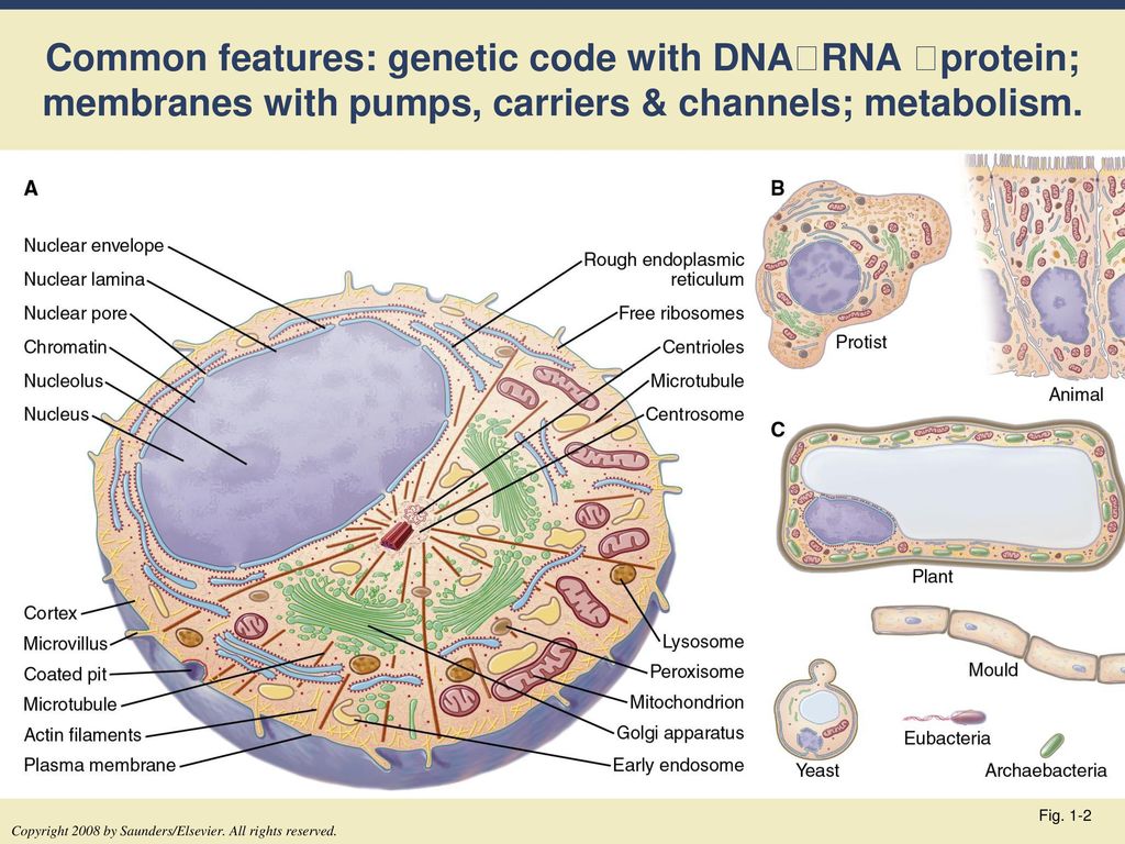 Common features: genetic code with DNARNA protein; membranes with pumps, carriers & channels; metabolism.
