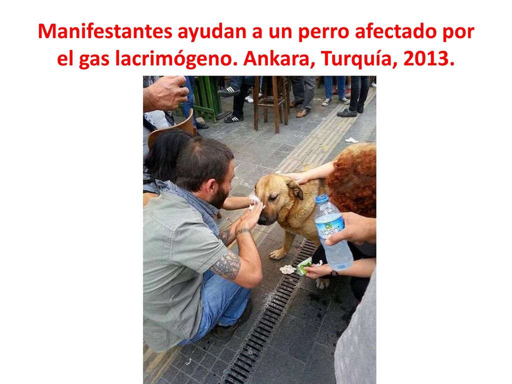 Manifestantes ayudan a un perro afectado por el gas lacrimógeno