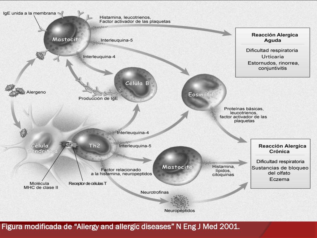Figura modificada de Allergy and allergic diseases N Eng J Med 2001.
