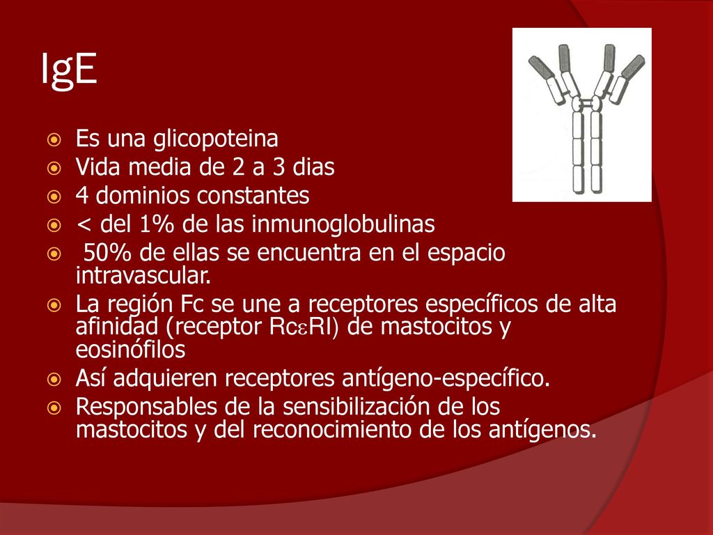 IgE Es una glicopoteina Vida media de 2 a 3 dias 4 dominios constantes