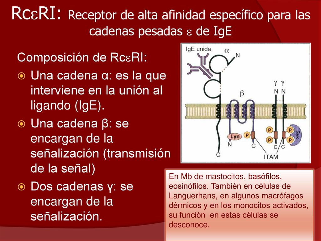 RcRI: Receptor de alta afinidad específico para las cadenas pesadas  de IgE