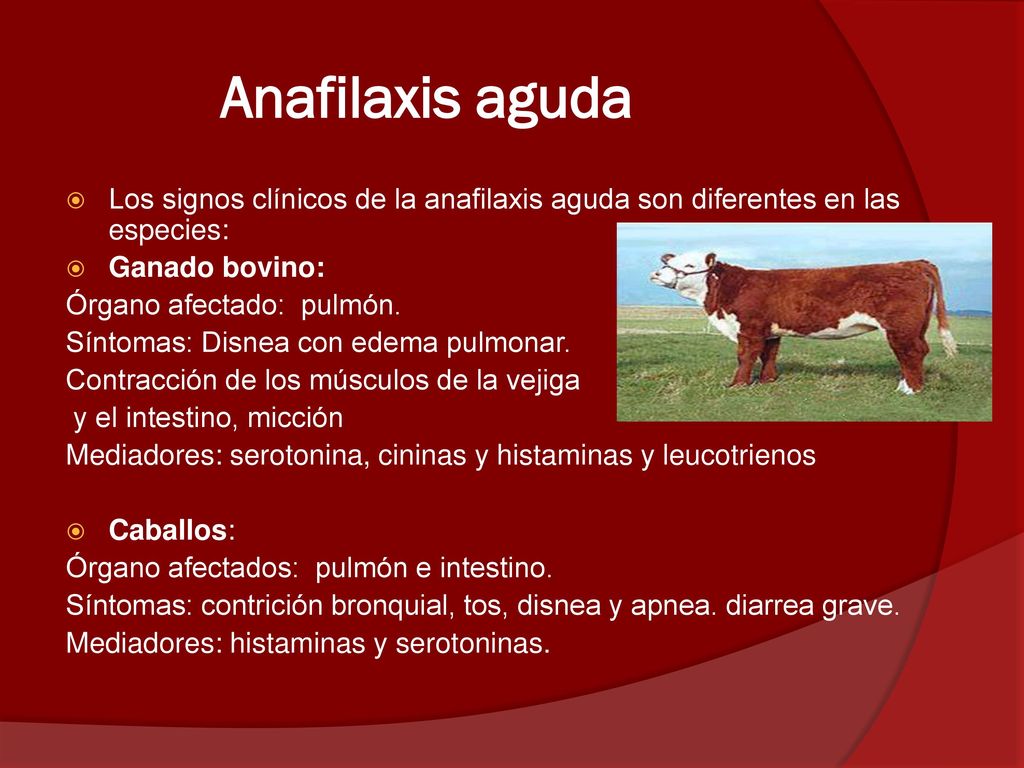 Anafilaxis aguda Los signos clínicos de la anafilaxis aguda son diferentes en las especies: Ganado bovino: