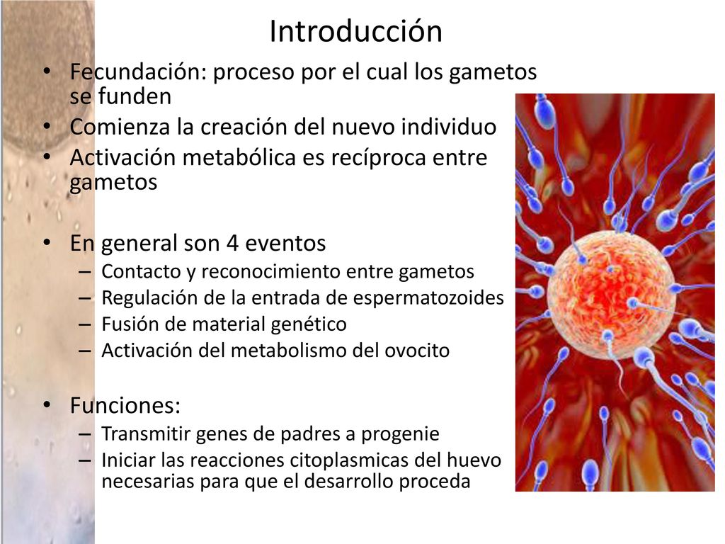 Introducción Fecundación: proceso por el cual los gametos se funden