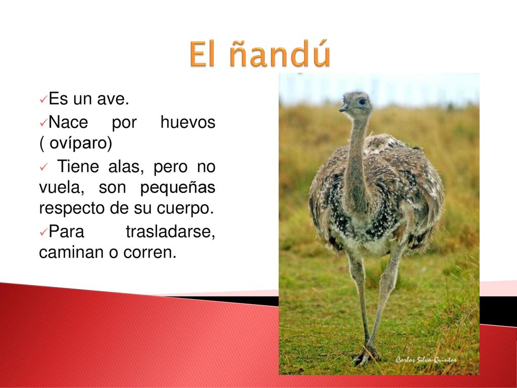 El ñandú Es un ave. Nace por huevos ( ovíparo)