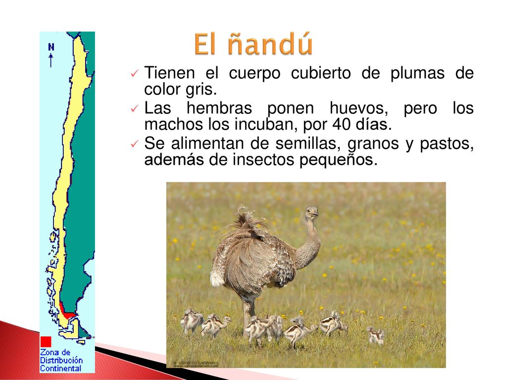 El ñandú Tienen el cuerpo cubierto de plumas de color gris.