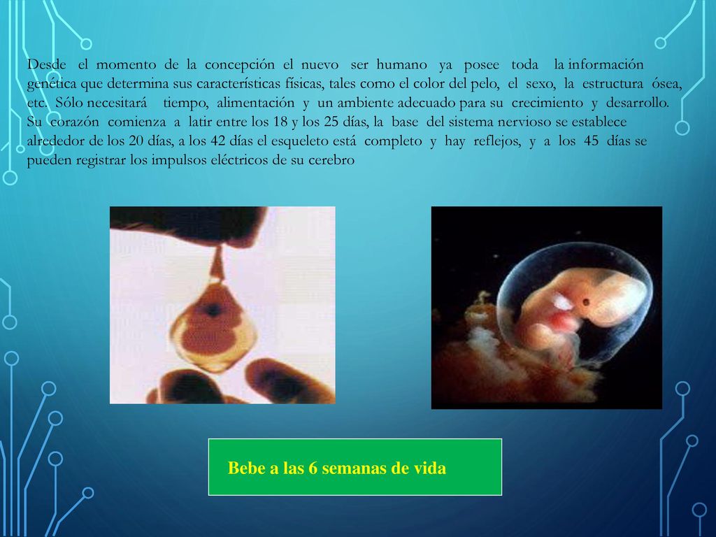 Desde el momento de la concepción el nuevo ser humano ya posee toda la información genética que determina sus características físicas, tales como el color del pelo, el sexo, la estructura ósea, etc. Sólo necesitará tiempo, alimentación y un ambiente adecuado para su crecimiento y desarrollo. Su corazón comienza a latir entre los 18 y los 25 días, la base del sistema nervioso se establece alrededor de los 20 días, a los 42 días el esqueleto está completo y hay reflejos, y a los 45 días se pueden registrar los impulsos eléctricos de su cerebro