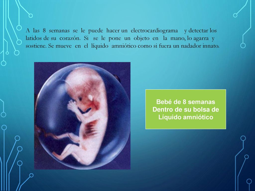 A las 8 semanas se le puede hacer un electrocardiograma y detectar los latidos de su corazón. Si se le pone un objeto en la mano, lo agarra y sostiene. Se mueve en el líquido amniótico como si fuera un nadador innato.