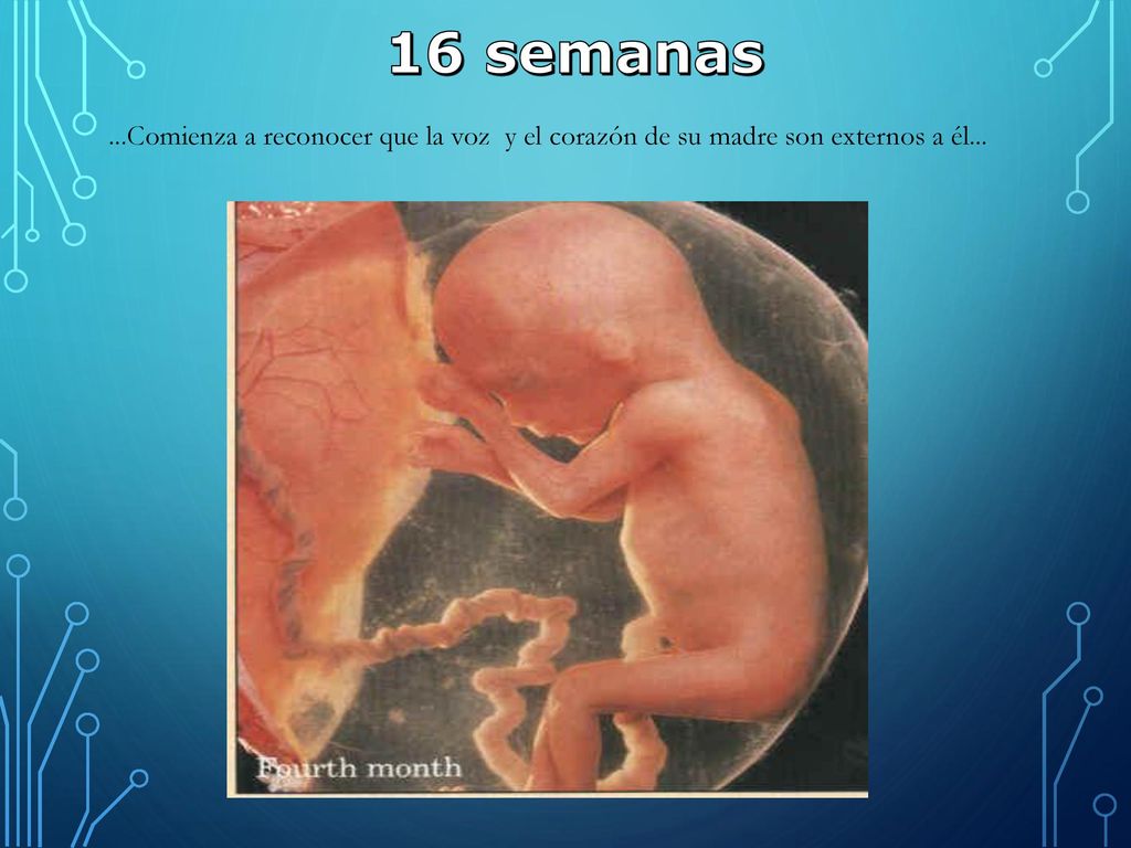 16 semanas ...Comienza a reconocer que la voz y el corazón de su madre son externos a él...