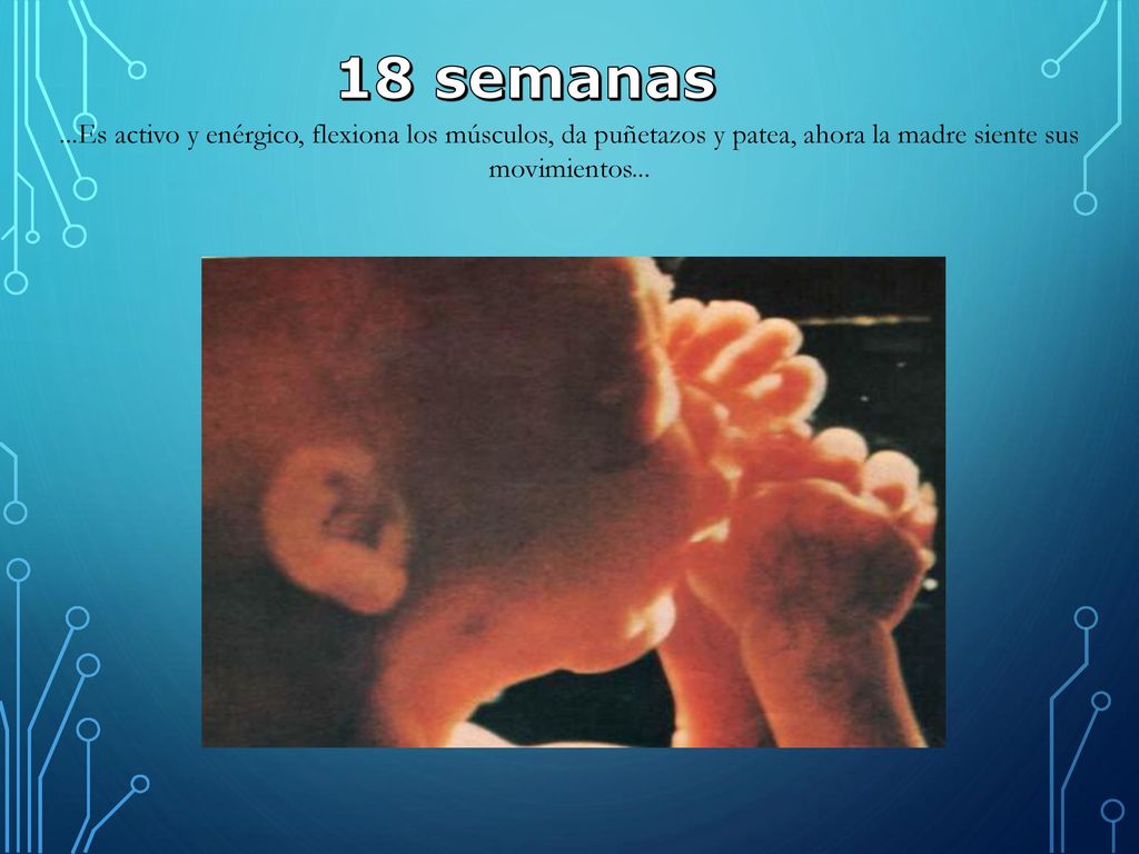 18 semanas ...Es activo y enérgico, flexiona los músculos, da puñetazos y patea, ahora la madre siente sus movimientos...