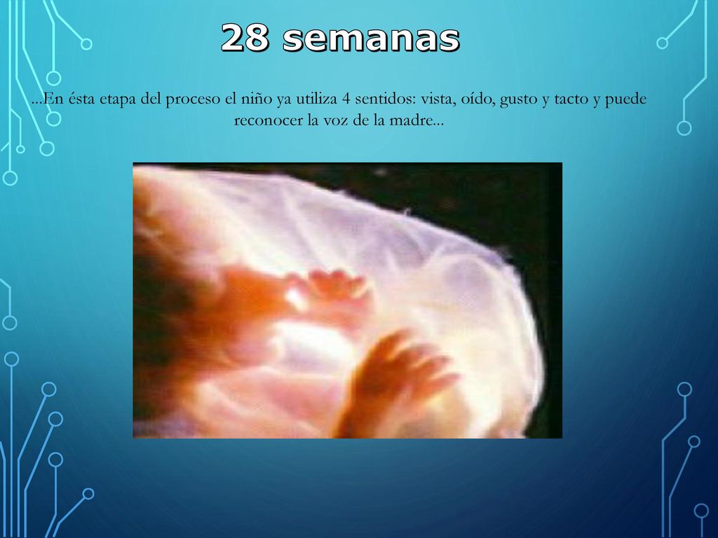 28 semanas ...En ésta etapa del proceso el niño ya utiliza 4 sentidos: vista, oído, gusto y tacto y puede reconocer la voz de la madre...
