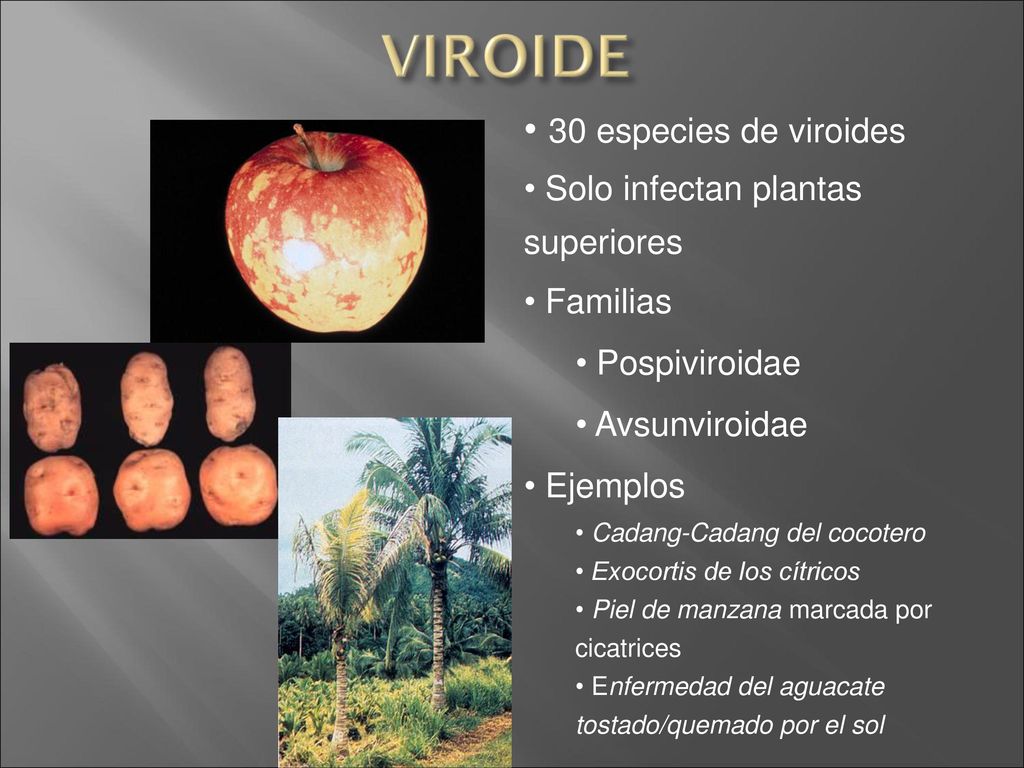 30 especies de viroides Solo infectan plantas superiores Familias