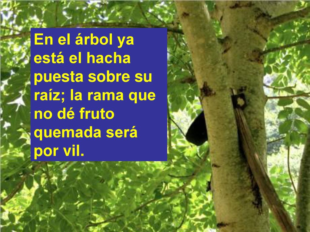 En el árbol ya está el hacha puesta sobre su raíz; la rama que no dé fruto quemada será por vil.