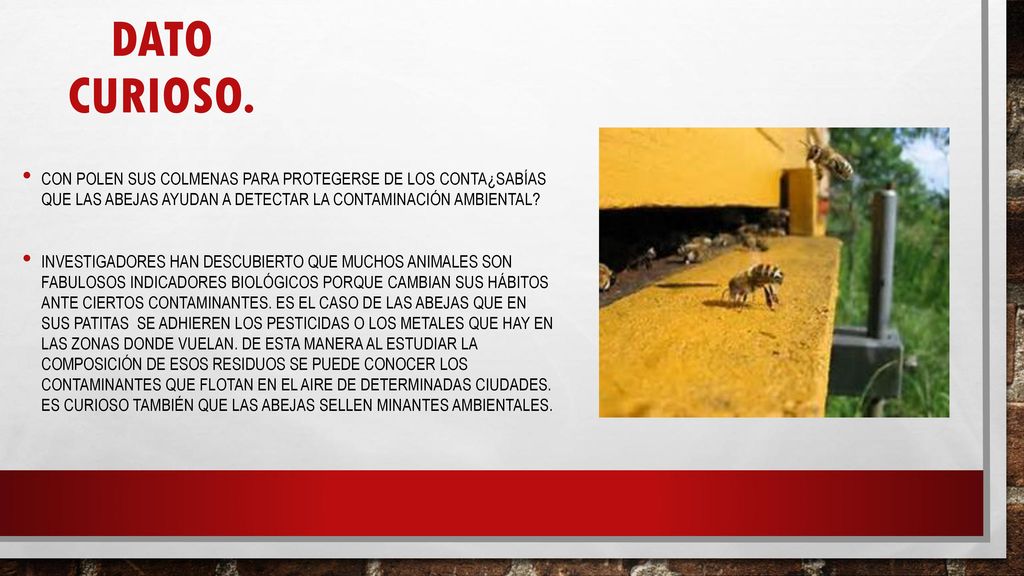 Dato curioso. con polen sus colmenas para protegerse de los conta¿Sabías que las abejas ayudan a detectar la contaminación ambiental