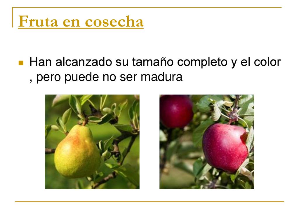 Fruta en cosecha Han alcanzado su tamaño completo y el color , pero puede no ser madura