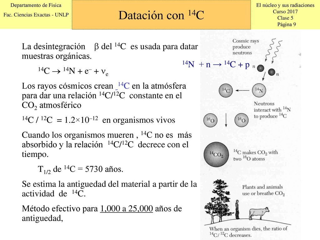 Datación con 14C La desintegración b del 14C es usada para datar muestras orgánicas. 14C  14N + e– + ne.