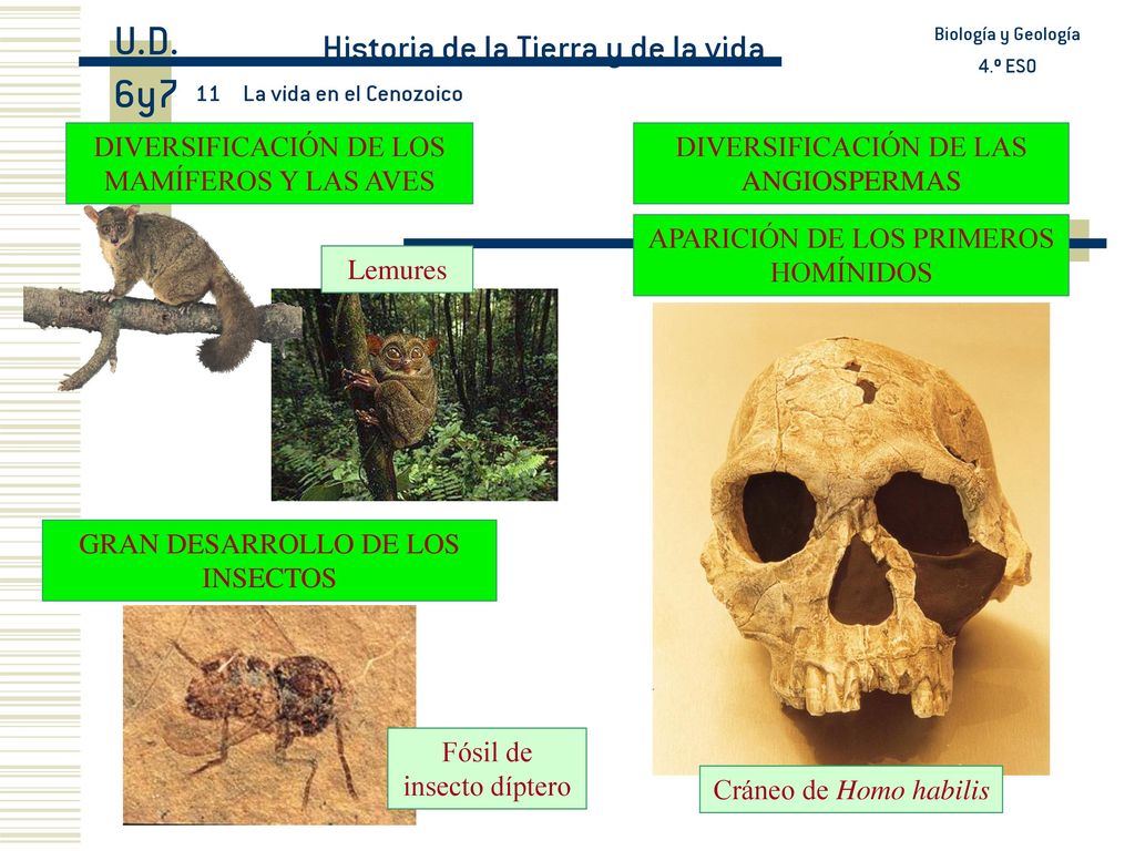 U.D. 6y7 Historia de la Tierra y de la vida