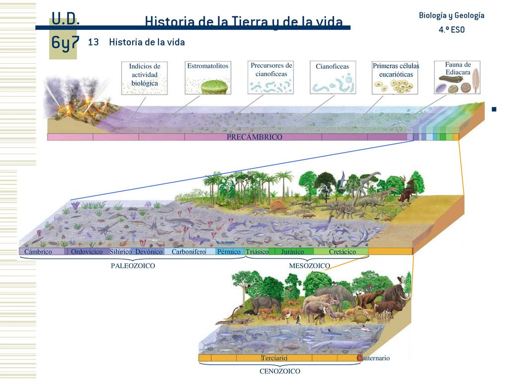 U.D. 6y7 Historia de la Tierra y de la vida 13 Historia de la vida