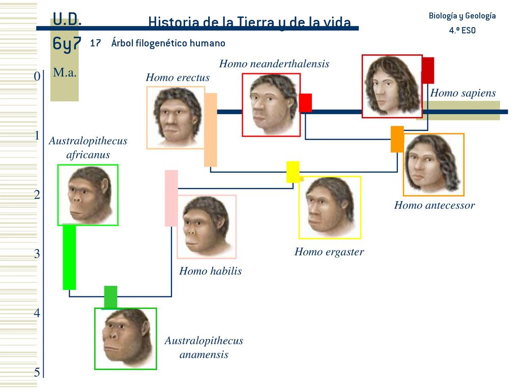 U.D. 6y7 Historia de la Tierra y de la vida M.a